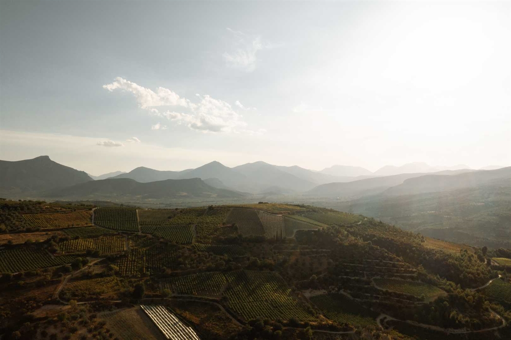 Nemea: Walk through picturesque vineyards and experience the scents and taste of unique wines 2