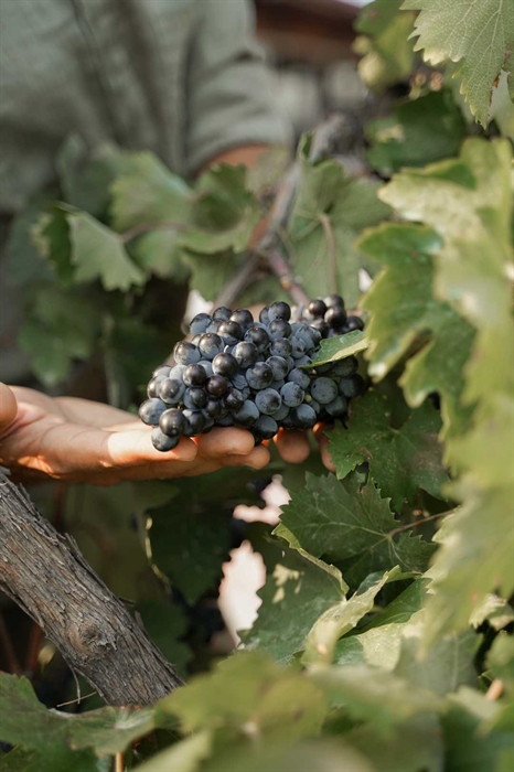 Nemea: Pasea por los pintorescos viñedos, embriágate con aromas impresionantes 3