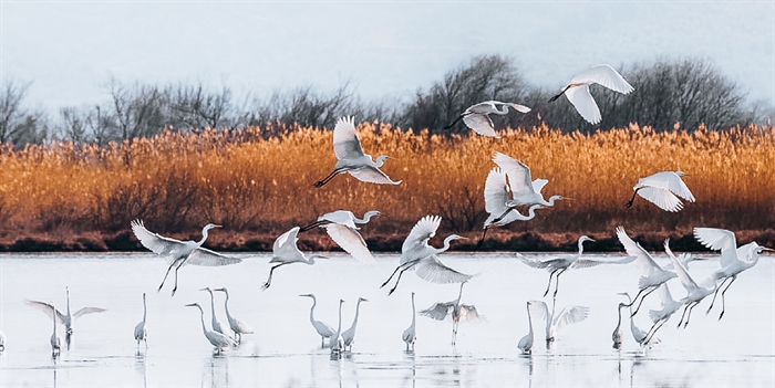 The Gialova lagoon 4