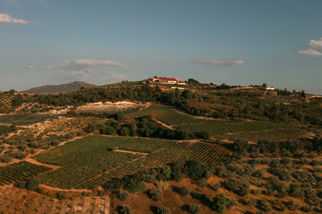 The vineyard of Nemea 6