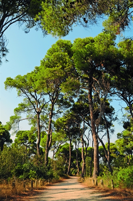 Αισθητικό δάσος Πευκιά: Εκεί που οι λυγαριές και οι μυρτιές κυκλώνουν τη βίλα του Άγγελου Σικελιανού 3