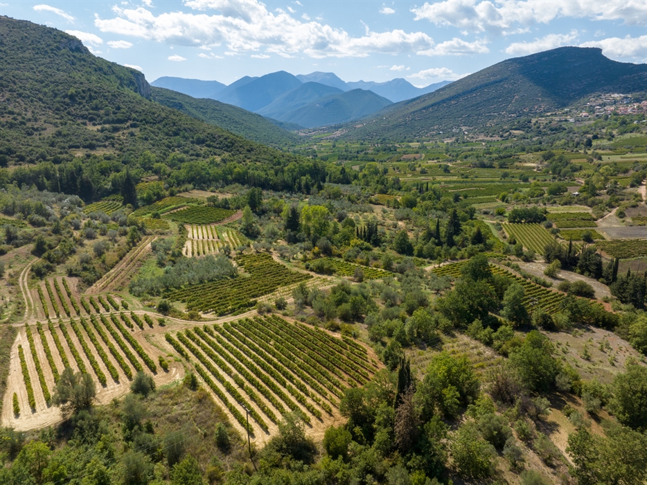 The vineyard of Nemea 8