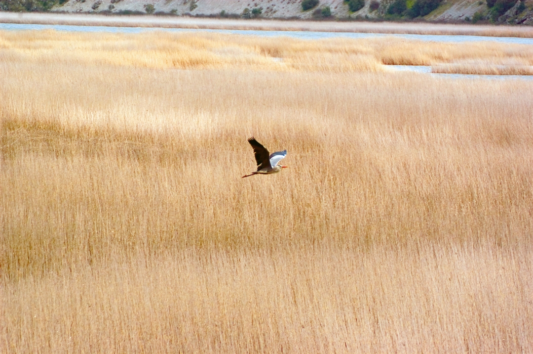 The wetland of Lake Stymphalia 3