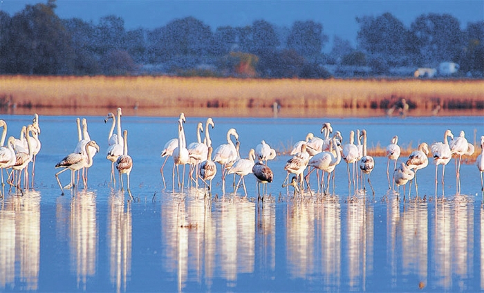 The Gialova lagoon 1